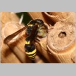 Symmorphus gracilis - Lehmwespe 10a 9mm mit Larve fdet11.jpg